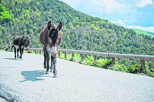 Typisch für ­Korsika: Esel