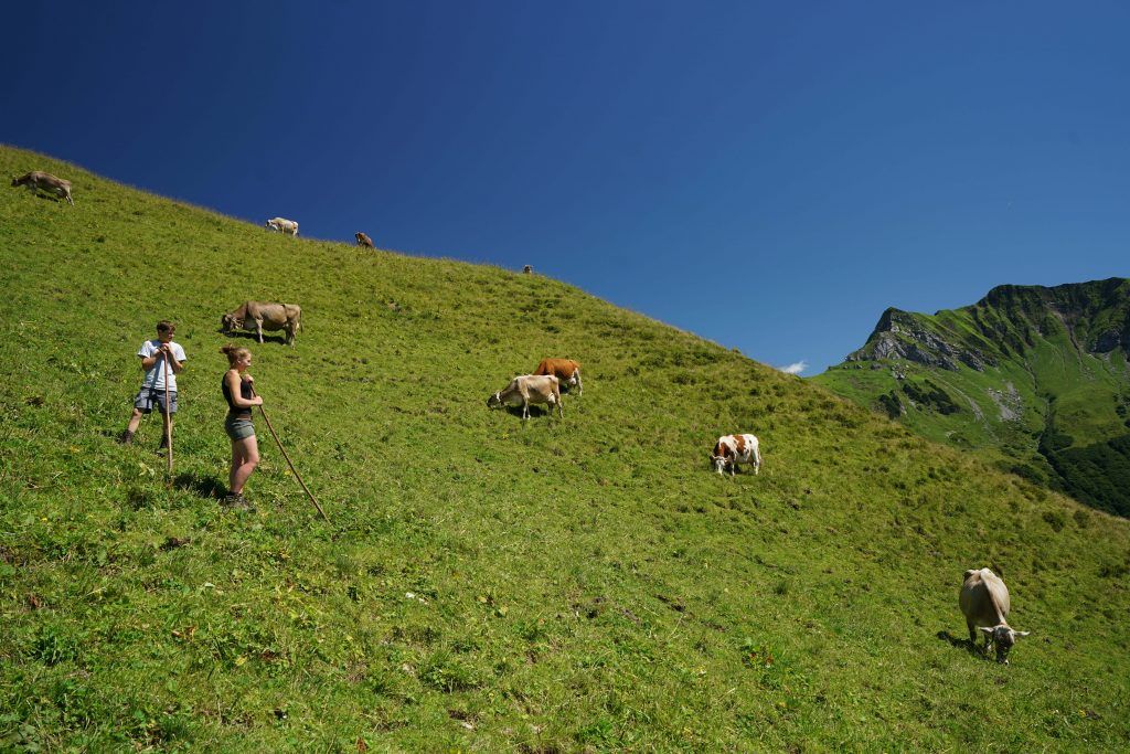 Bergbauern schlagen Alarm