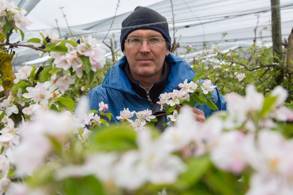 Aufatmen bei Obstbauern nach letzter Kältenacht