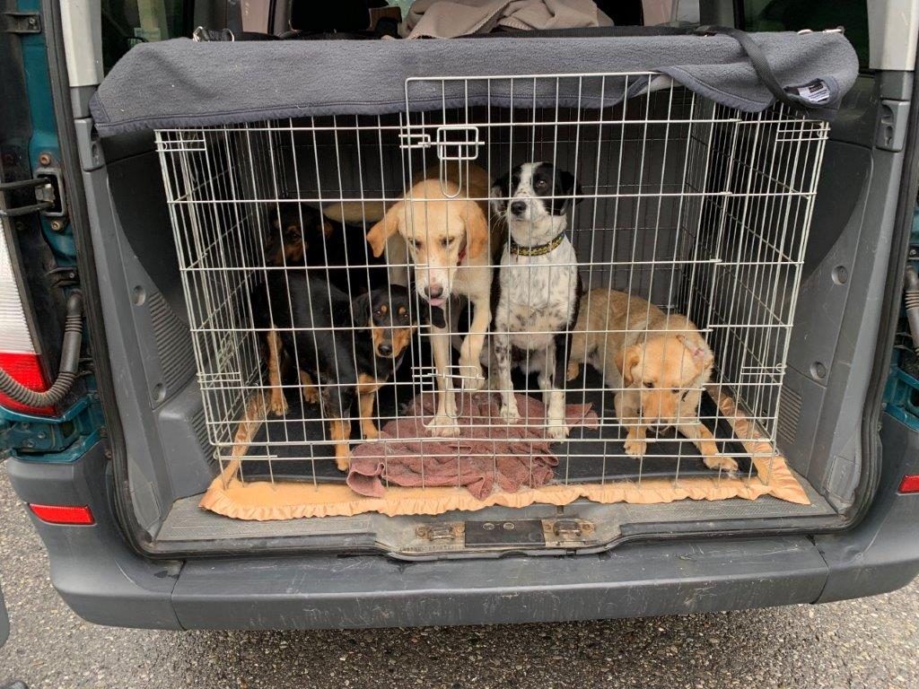 Dornbirn: Hinter illegalem Tiertransport steht eine Tierschutzorganisation