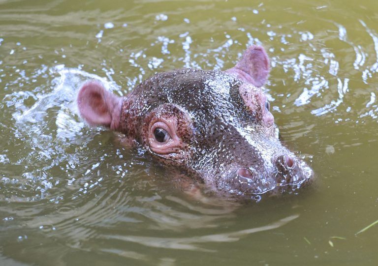 ABD0055_20150624 - Im Zoo Karlsruhe (Baden-Württemberg) schwimmt am 24.06.2015 ein Flusspferd-Baby im Wasser. Der Nachwuchs, der am 17. Juni pünktlich zum Start der 300-Jahr-Feiern in Karlsruhe auf die Welt kam, soll Karoline - nach Karoline von Baden - oder wie der Stadtgründer Karl Wilhelm heißen. Sein Geschlecht kennt aber noch keiner. Die Tierpfleger dürfen sich dem etwa 50 Kilo schweren Tier nicht nähern. Foto: Uli Deck/dpa +++(c) dpa - Bildfunk+++