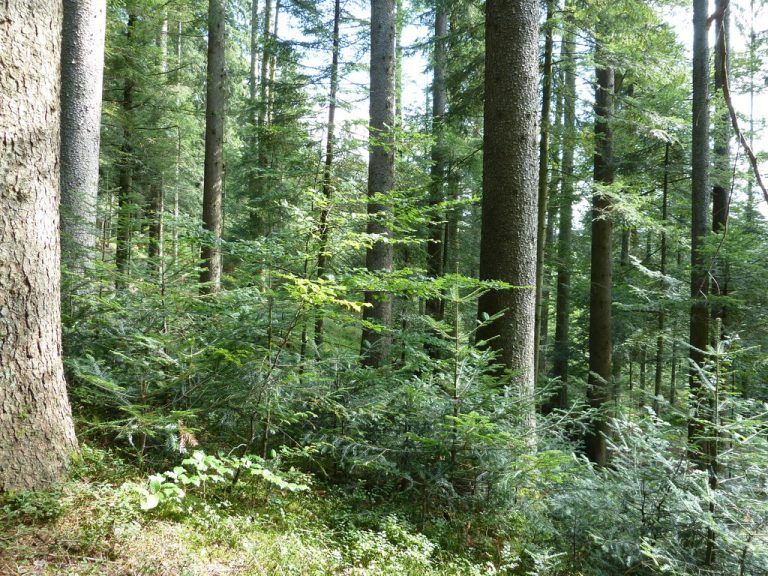 Ackerbau, nachwachsender Rohstoff, Wald und Dinkelfeld. Fotos: LKV