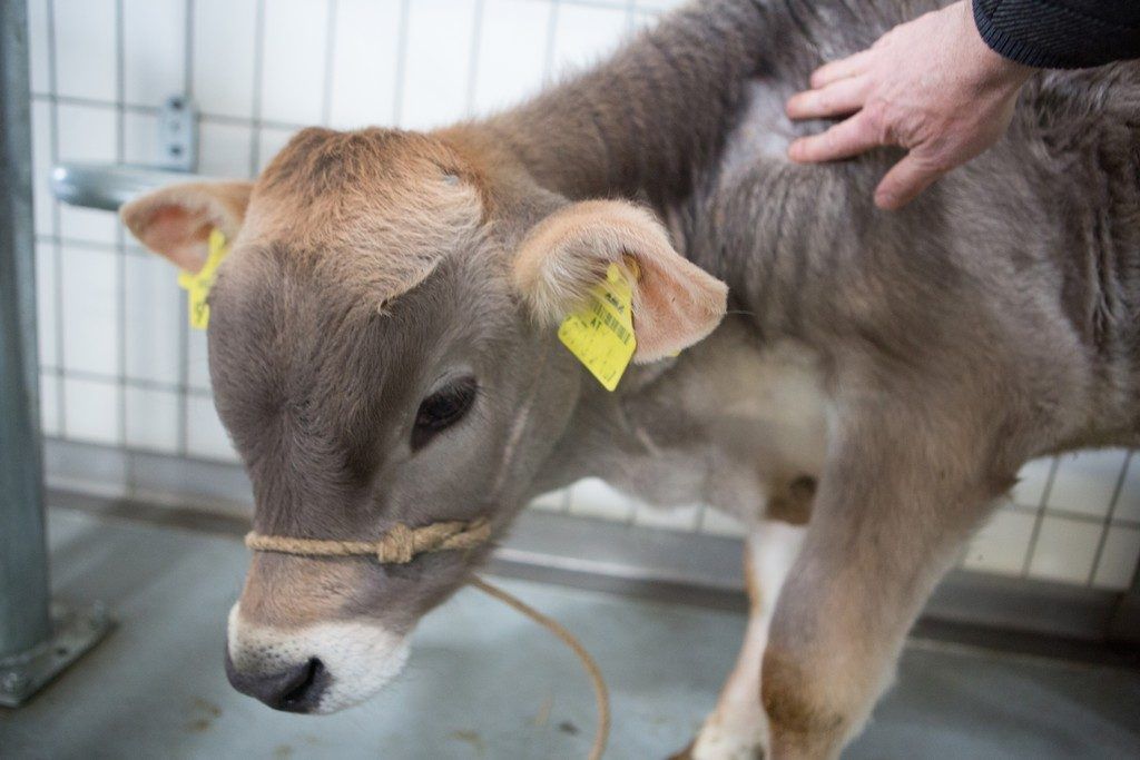 Drei Verdachtsfälle in Doren und Lingenau. Betroffene Tiere diagnostisch getötet.