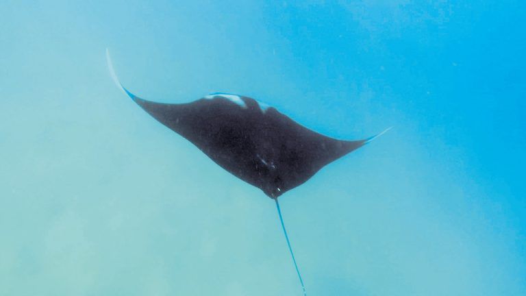Beim Schnorcheln trifft man mit etwas Glück auf Riesenmantas.