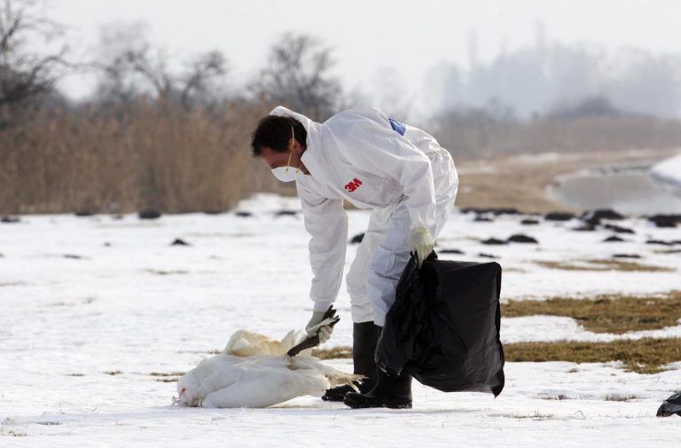 Bilder wie diese gab es wegen der Vogelgrippe vor zehn Jahren des Öfteren. Foto: VN/Hartinger