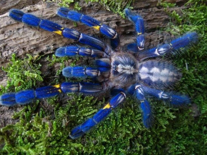 Das mysteriöse Blau der Vogelspinnen