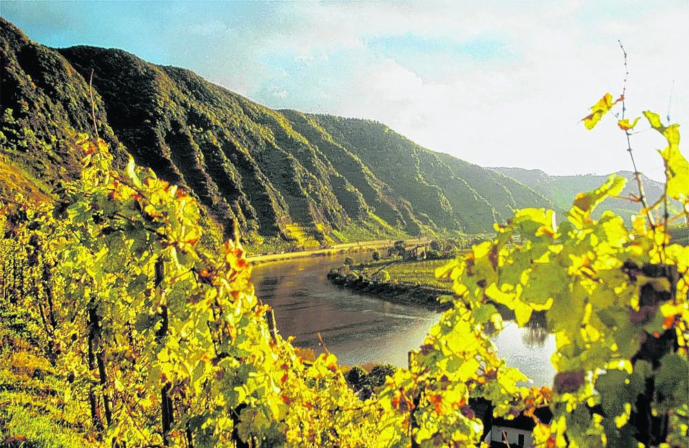 Die Mosel und der Wein