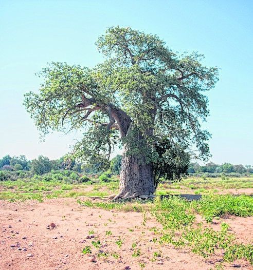 Beeindruckende Baobab-Bäume
