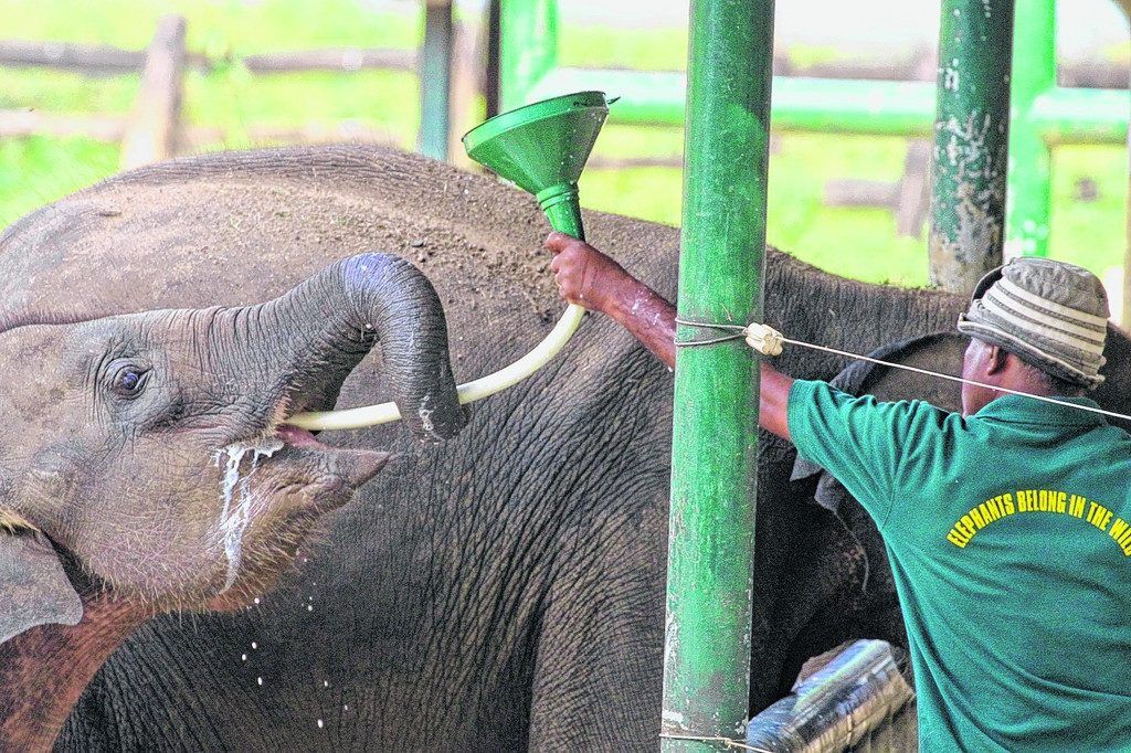 Elephant Transit Home