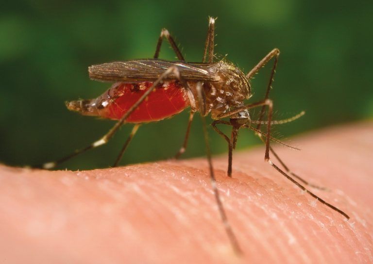 Die Experten wollen das Auftauchen der asiatischen Buschmücke im Land keinesfalls unterschätzen.
