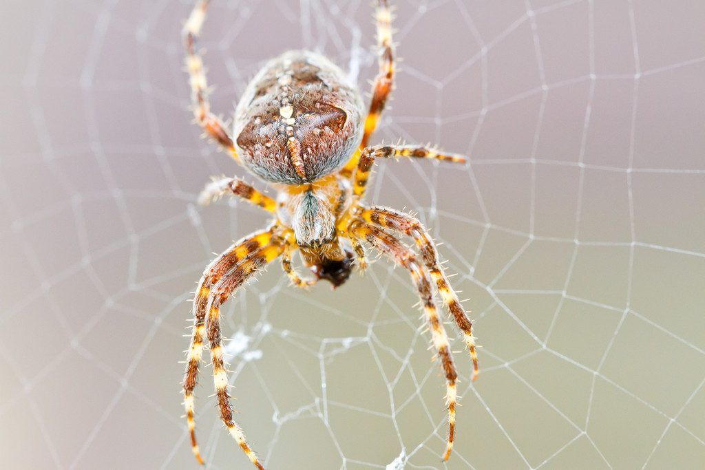 Wie Spinnenmännchen die Vaterschaft sichern