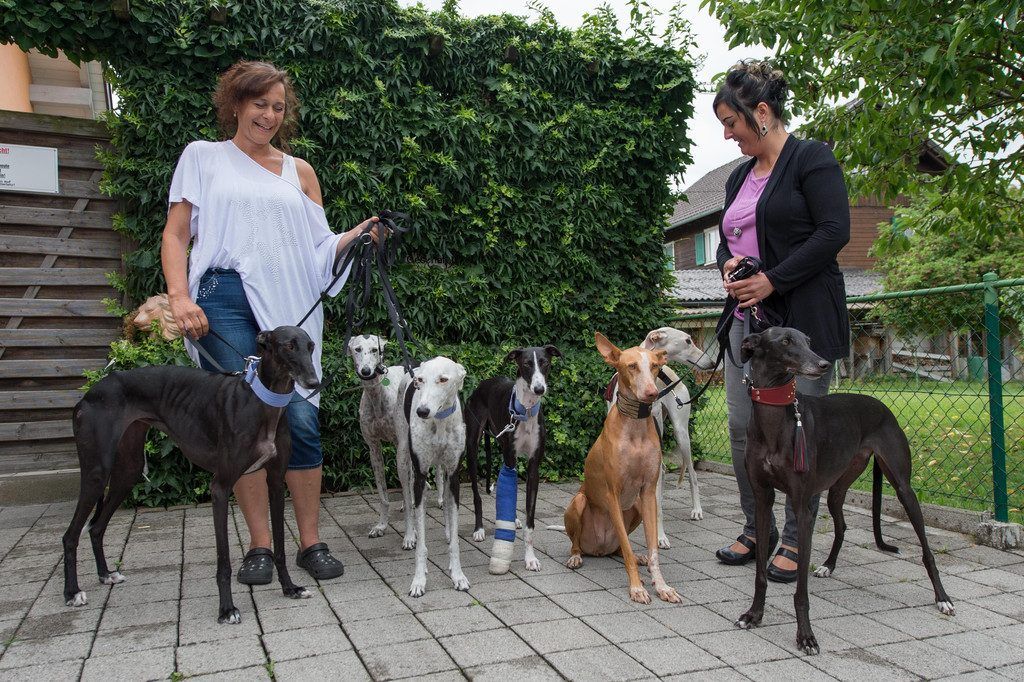 Die Rankweilerin Monika Gertschnig rettet in Spanien vom Tode bedrohte Galgos.