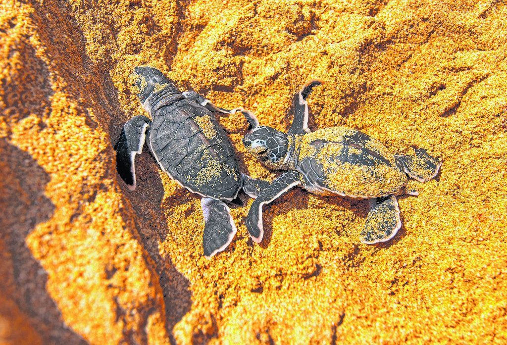 Schildkröten sind vom Aussterben bedroht