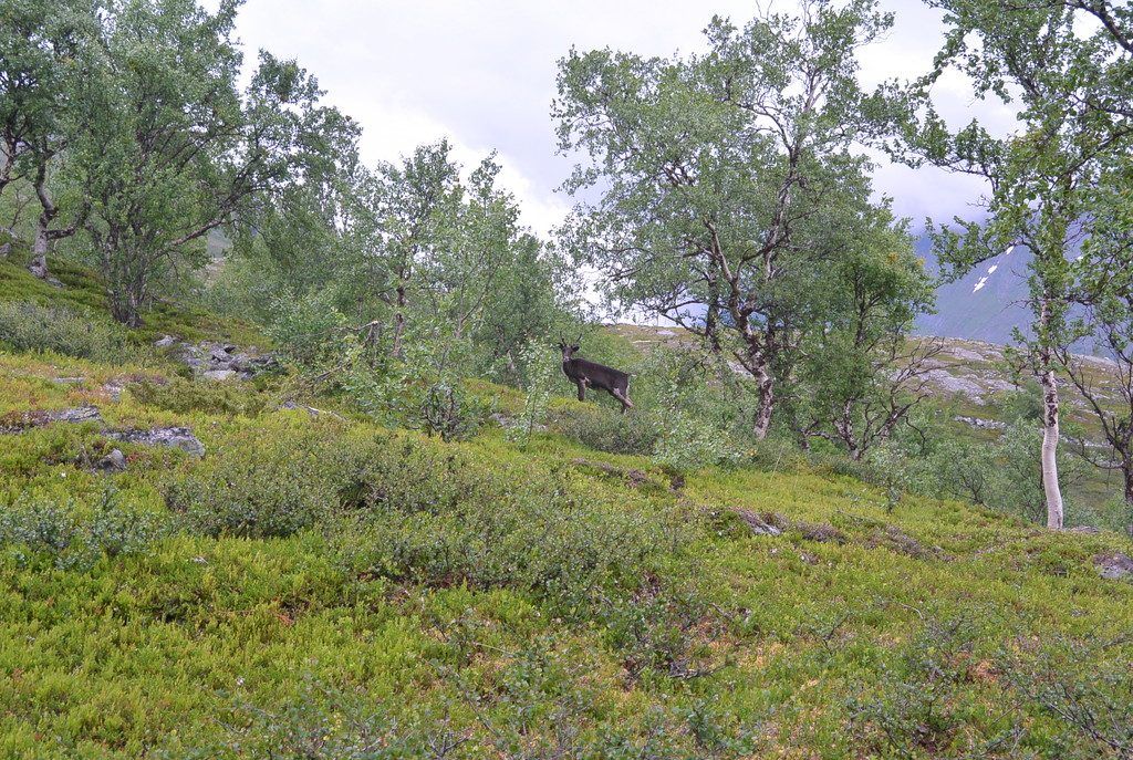 Rentiere ziehen durch das Fjäll