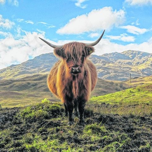 Die robusten Hochlandrinder