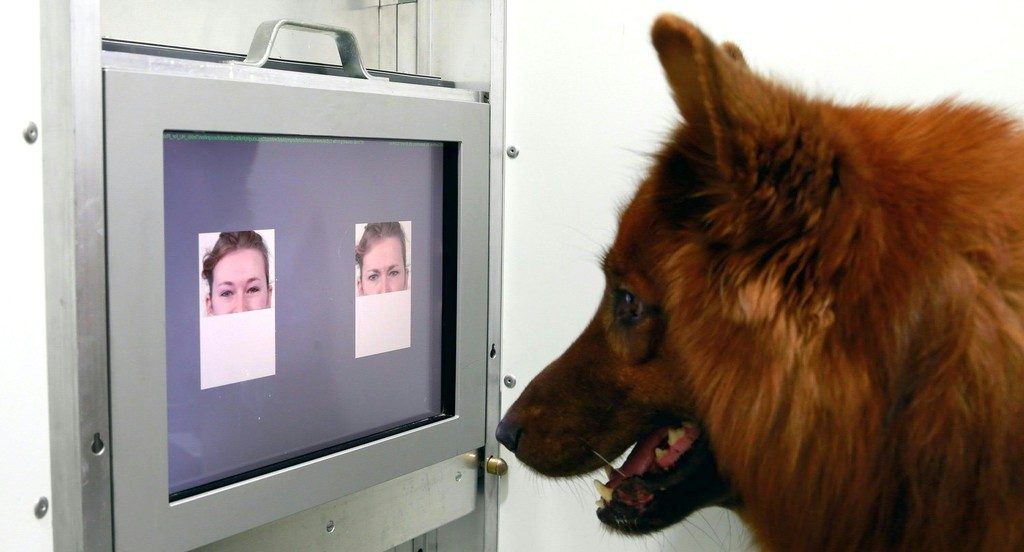 Studie: Hunde erkennen  Emotionen von Menschen