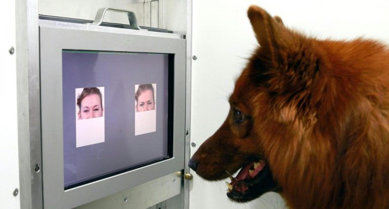 Die Tiere können Emotionen an den Gesichtern und Stimmen erkennen.  Foto: APA