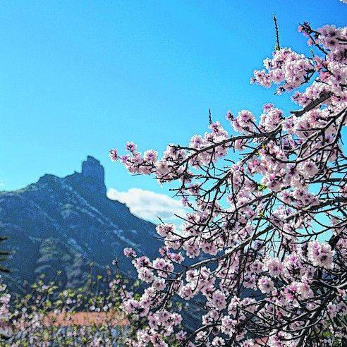Zur Mandelblüte in den Süden