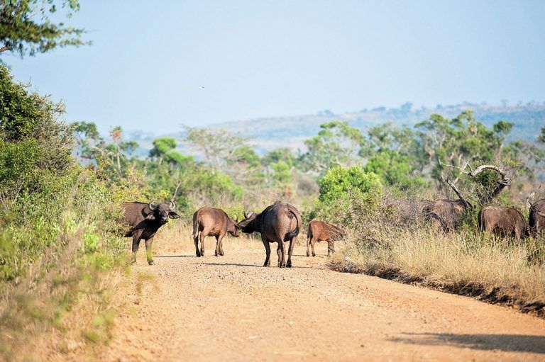 Eine Büffelherde auf der Straße im Hluhluwe-Nationalpark. Foto: Beate Rhomberg