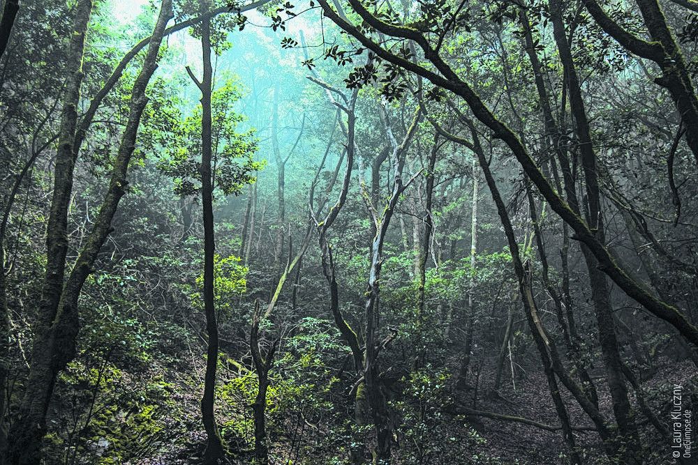Letzter Urwald der Insel