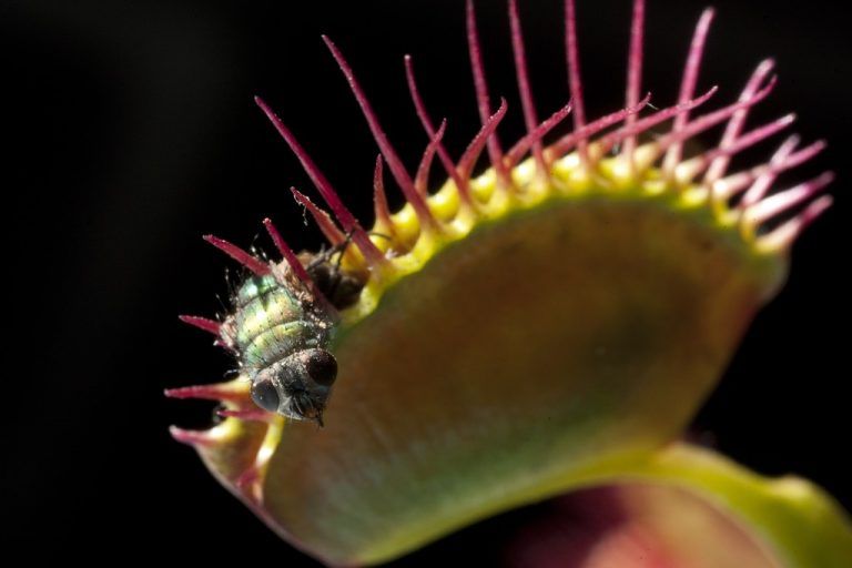 Venusfliegenfalle kann zählen