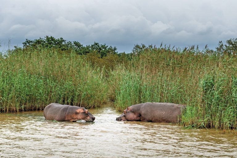 Zwischen Krokodilen und Nilpferden