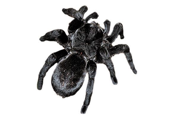 Vogelspinne nach Johnny Cash benannt