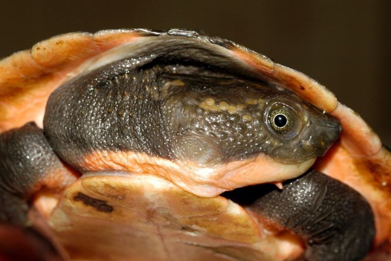 Neue Schildkröten-Art entdeckt
