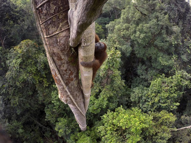Schwere Zeiten für Orang Utans in Indonesien