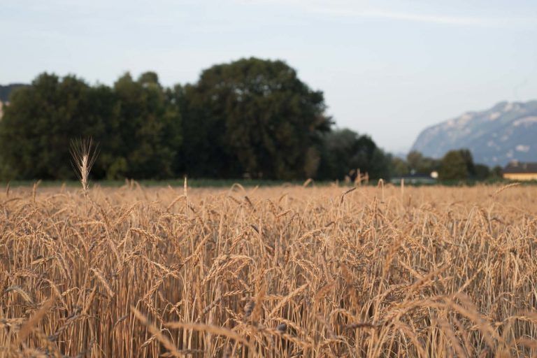 „Klimaschutz liegt im ureigensten  Interesse gesunder Landwirtschaft“