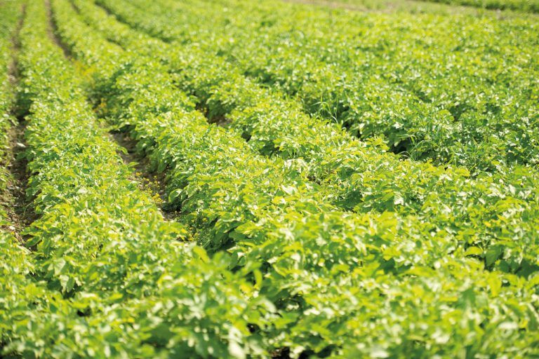 „Klimaschutz liegt im ureigensten  Interesse gesunder Landwirtschaft“