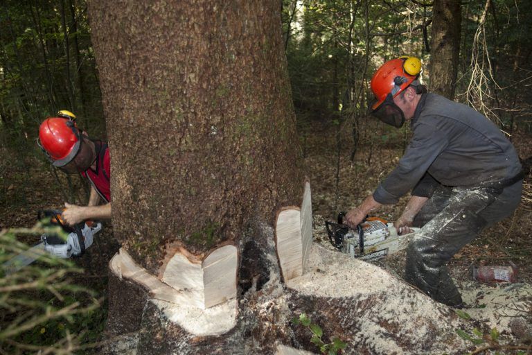 „Klimaschutz liegt im ureigensten  Interesse gesunder Landwirtschaft“
