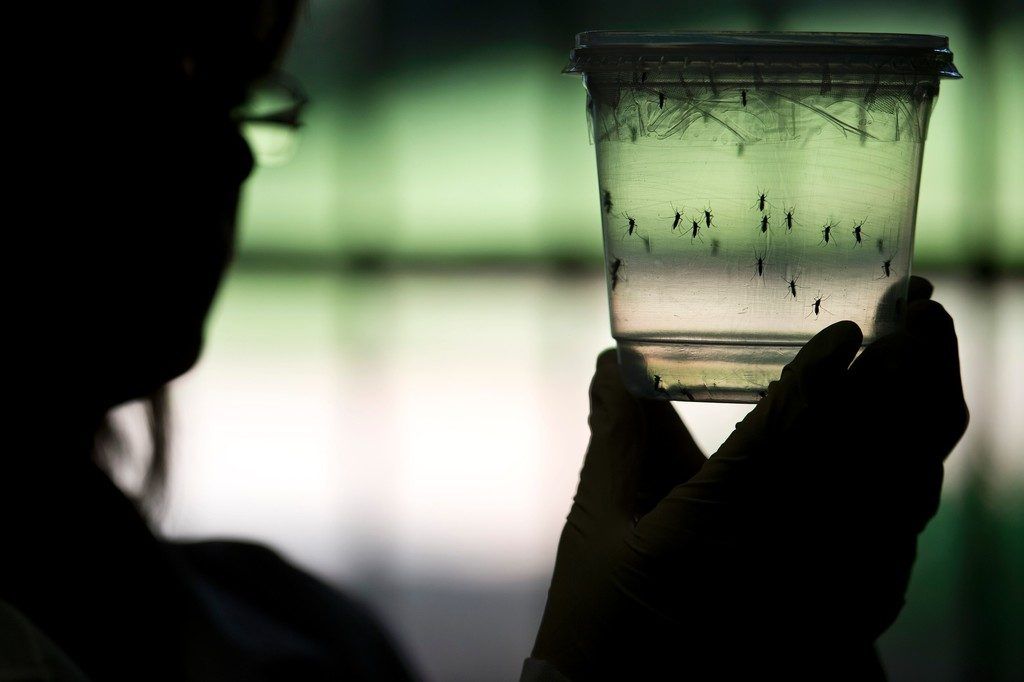 Zika-Erreger ist gefährlicher als bisher angenommen
