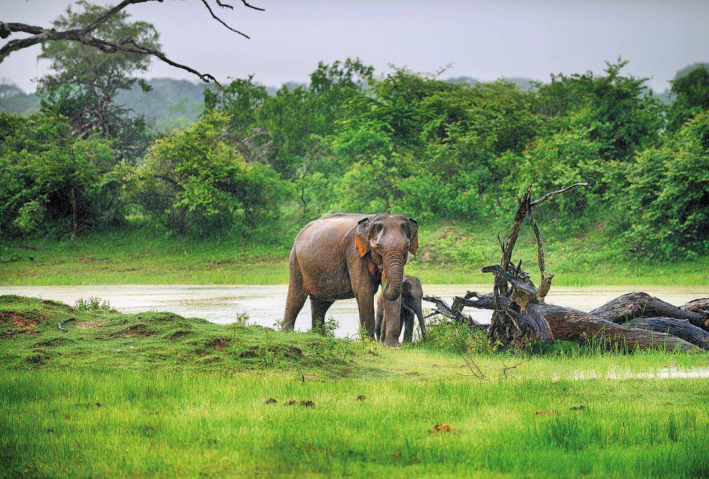 Sri Lanka: Safari im Indischen Ozean