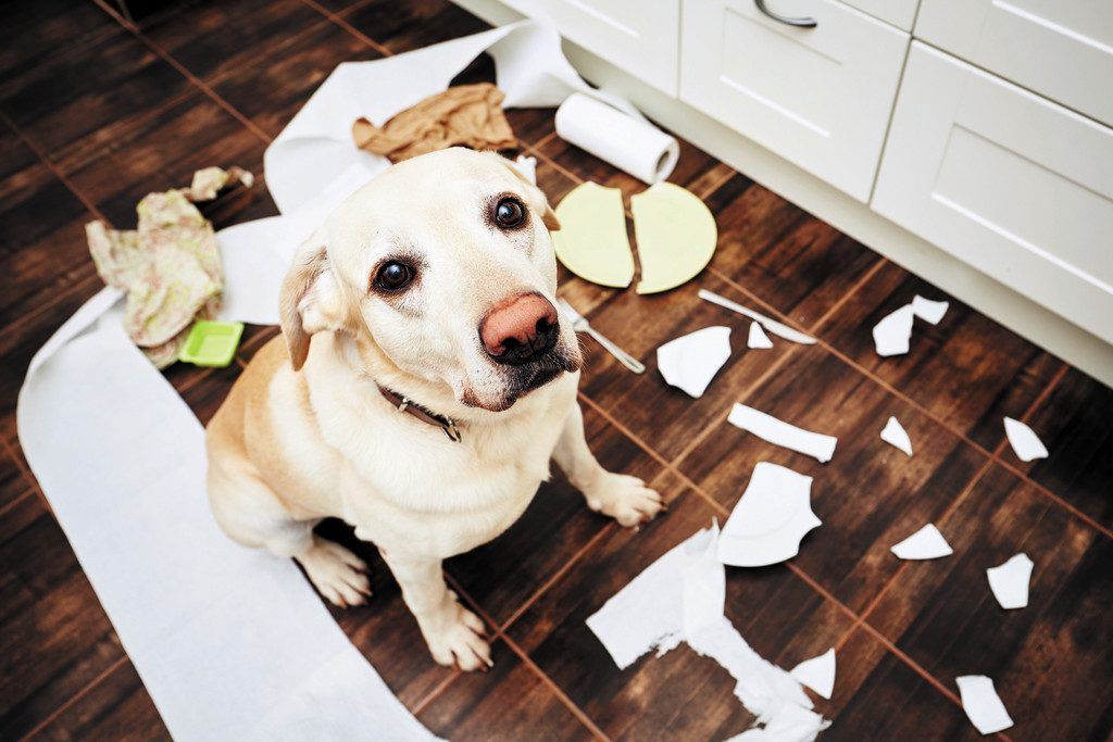 Wenn nachts der Hund bellt