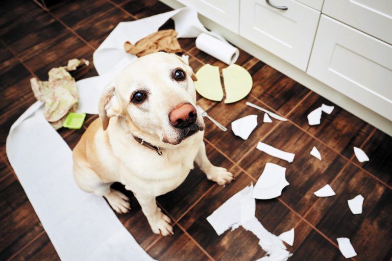 Wenn nachts der Hund bellt