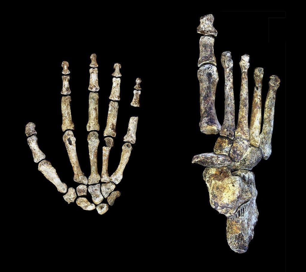 Homo naledi konnte mit Händen offenbar Werkzeuge bedienen