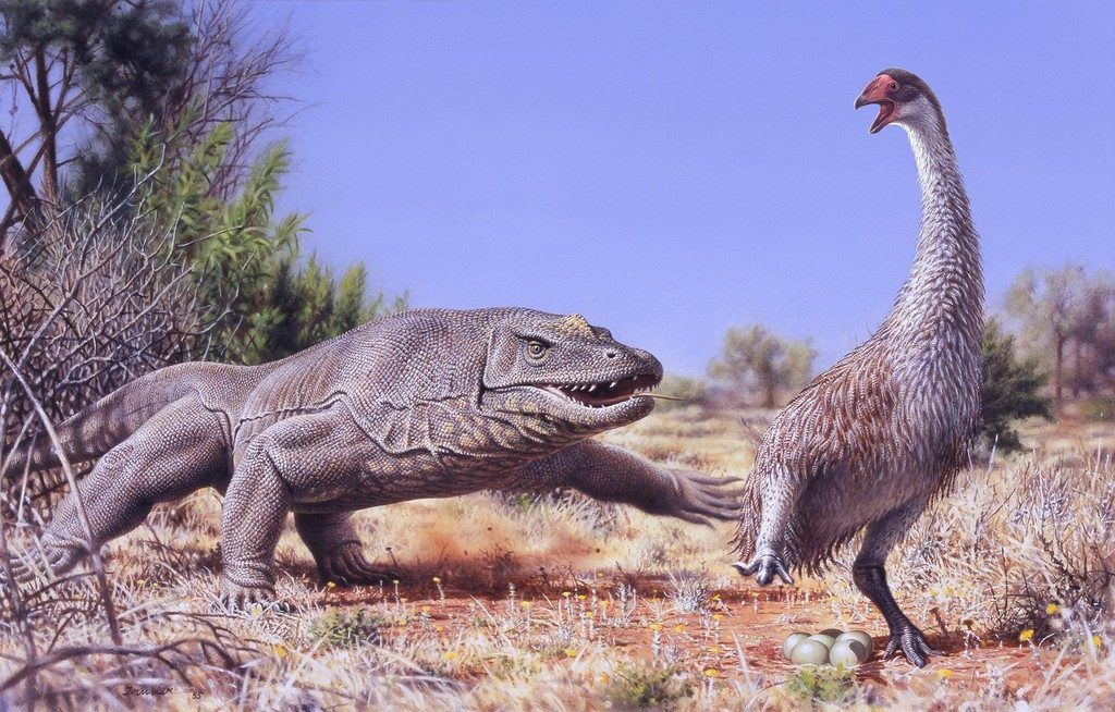 Mensch hat Mitschuld am Aussterben australischer Mega-Vögel
