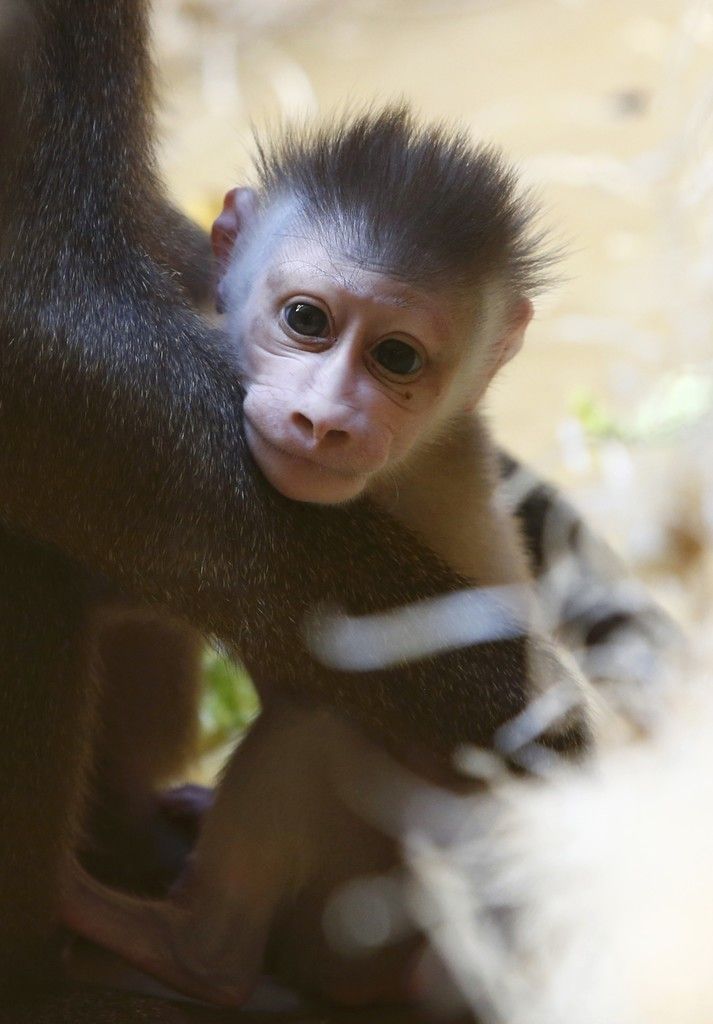 Süßer Affen-Nachwuchs