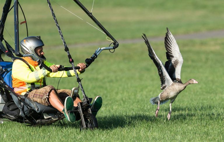 Forscher bringt Graugänsen das Fliegen bei