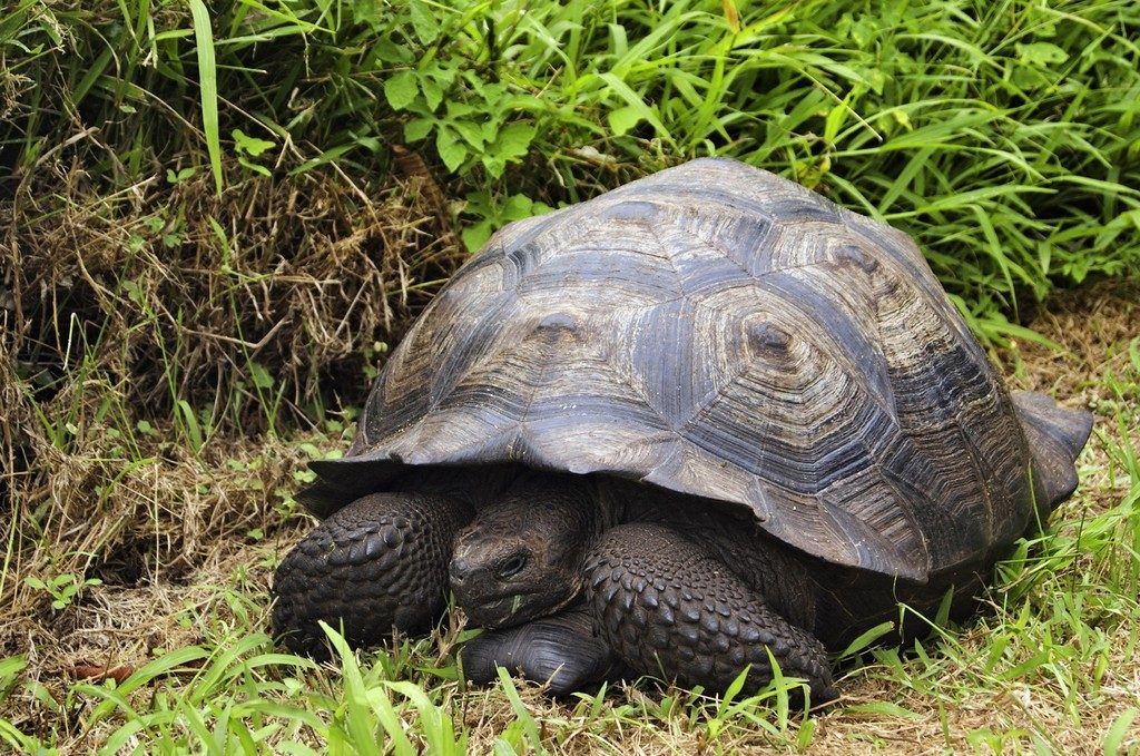 Neue Schildkröten-Spezies auf den Galapagos-Inseln entdeckt