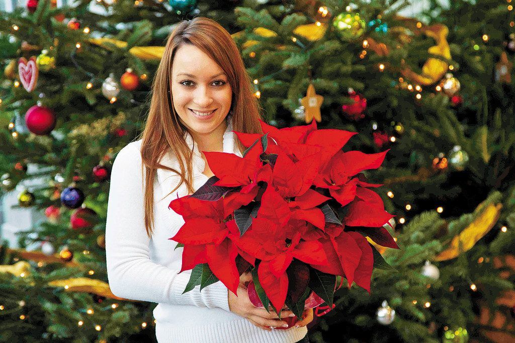 Blumige Adventzeit mit einem Weihnachtsstern zum halben Preis