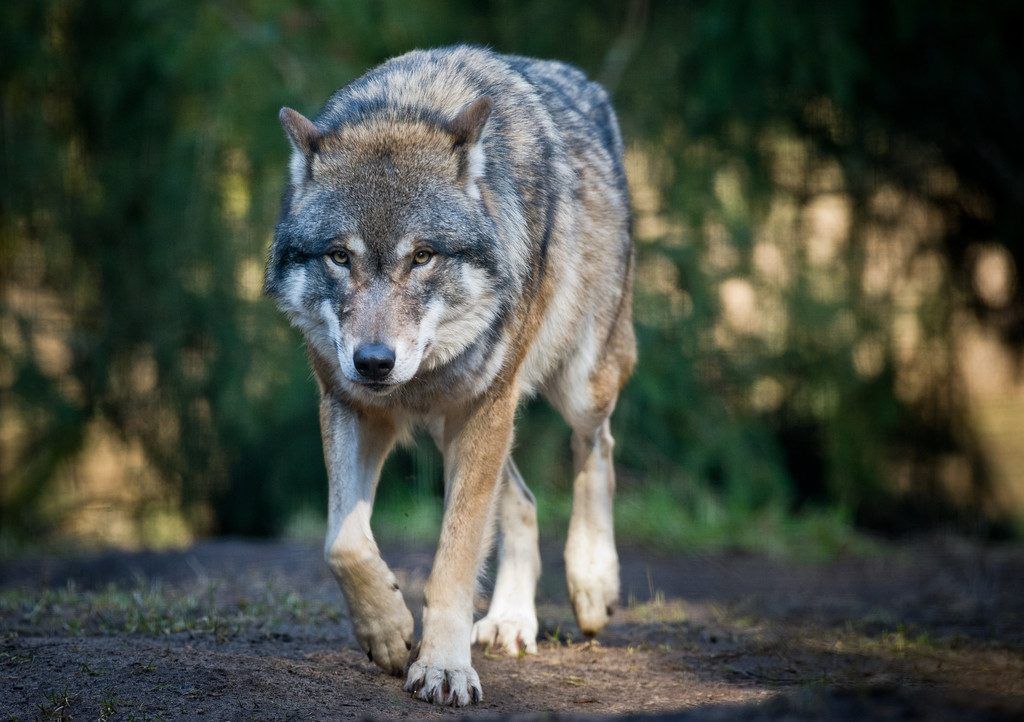 Massenwolfsrisse auf Schweizer Alpe. Dornbirner Schafhirte geschockt. »A4