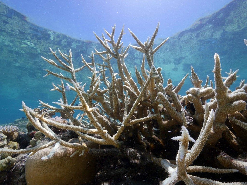 Mehr als 30 Grad Meerestemperatur setzen dem Great Barrier Reef zu