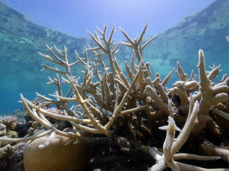 Mehr als 30 Grad Meerestemperatur setzen dem Great Barrier Reef zu