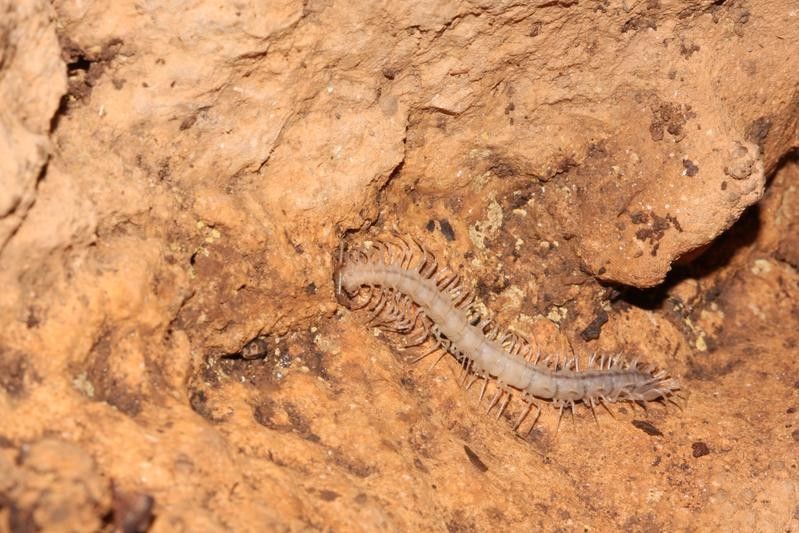 Neue Art von Drachentausendfüßer in Höhlen in China entdeckt