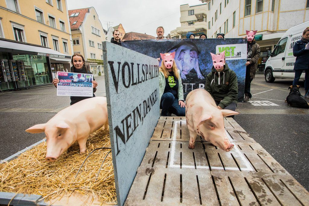 Vollspaltenböden wohl nun doch früher verboten, in Vorarlberg herrscht darüber nicht nur Freude
