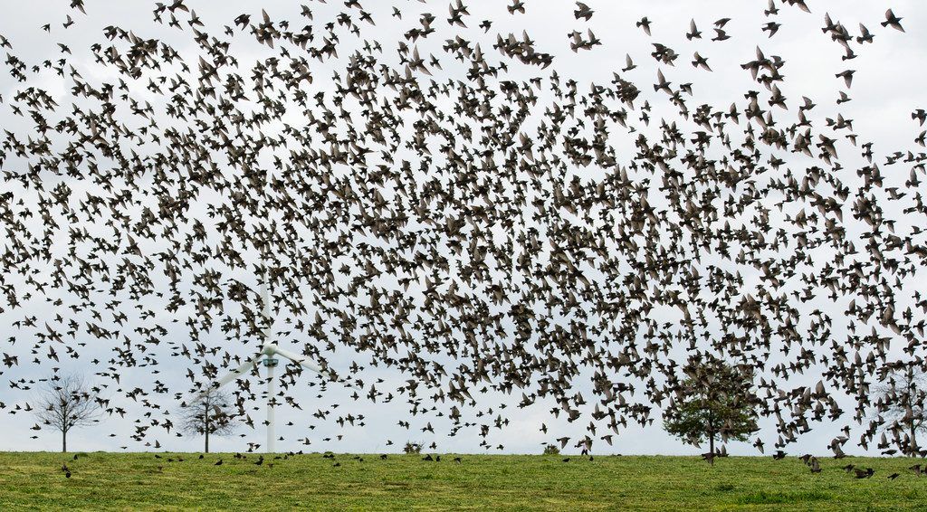 Viele Zugvögel sind vom  Klimawandel bedroht