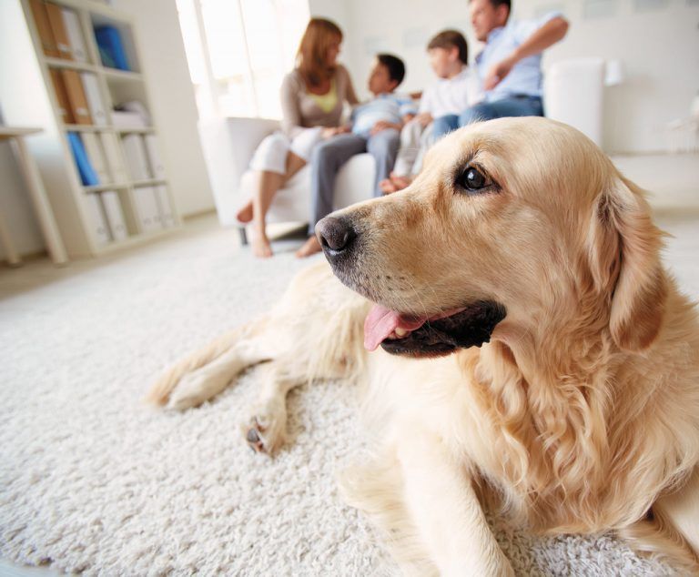 Gut erzogene Hunde bereiten auch in Wohnanlagen selten Probleme.