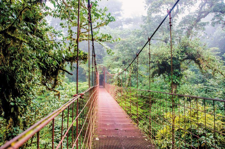 Hängebrücken führen durch die Baumkronen des Nebelwaldes. Fotos: shutterstock